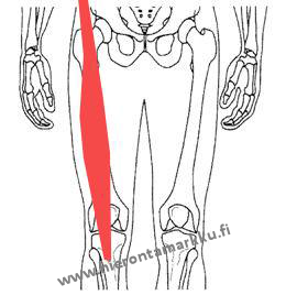 Hieronta Markku Anatomia Reiden Lihakset