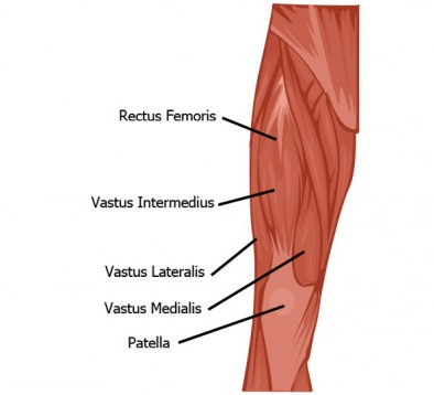 Hieronta Markku Anatomia Reiden Lihakset